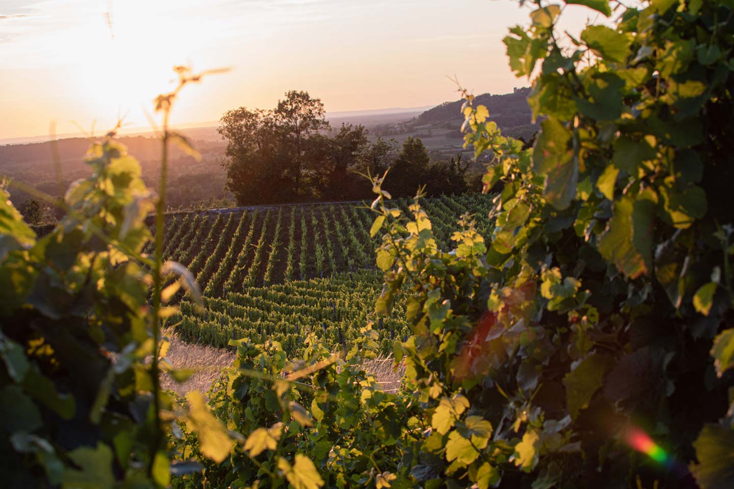 Collection Chardonnay et Pinot Noir