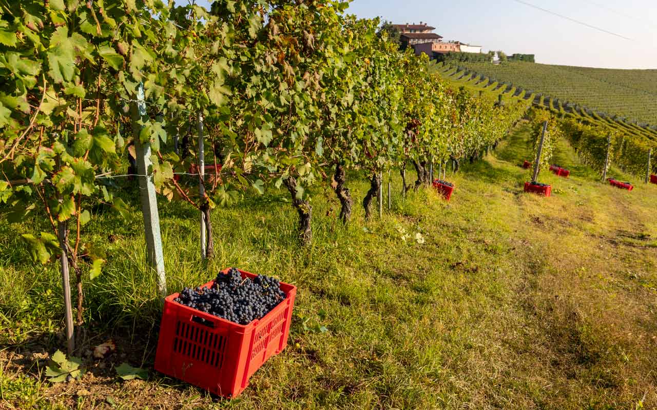 Les protagonistes du Piémont