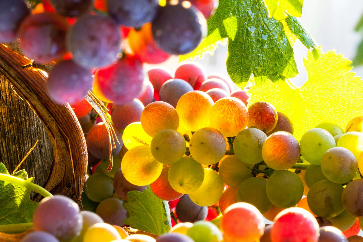 Les vendanges de Tannico