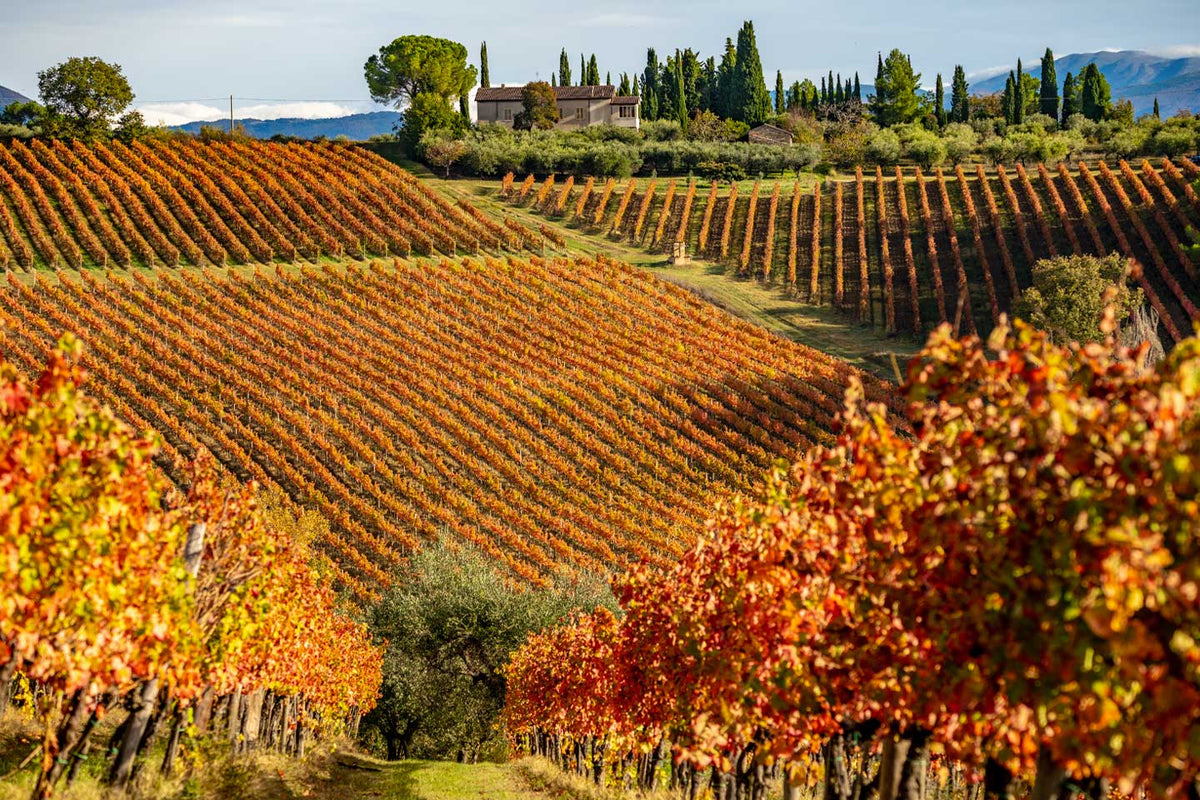 Vins du centre de l'Italie